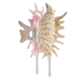 Shell / Conch Hair Claw